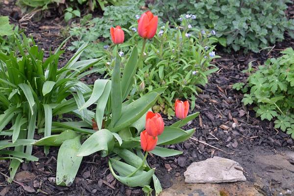 8. Tulips & forget me nots.jpg